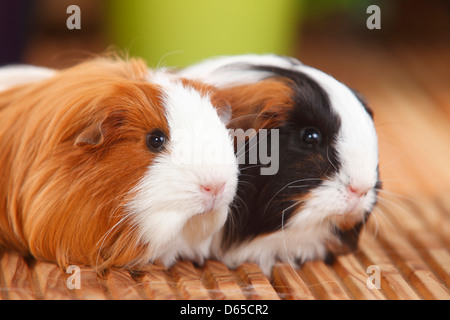 Sheltie cavia, tartaruga-e-bianco e rosso-bianco Foto Stock