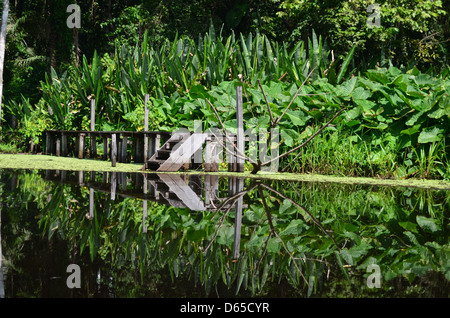 Riflessioni su un lago nel Tambopata National Reserve, Amazzonia, Perù Foto Stock