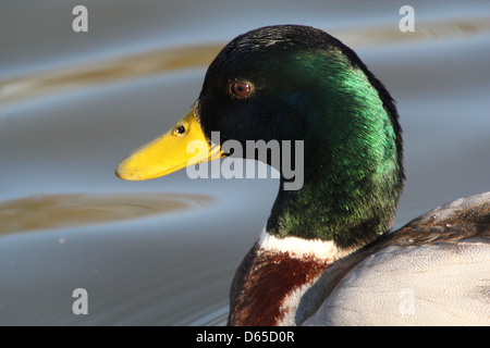 Dettagliato di close-up di testa un corpo superiore di un maschio di anatra selvatica o di Drake il germano reale (Anas platyrhynchos) nuoto Foto Stock