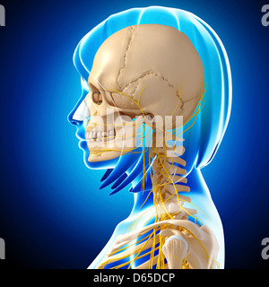 Testa e collo anatomia, artwork Foto Stock