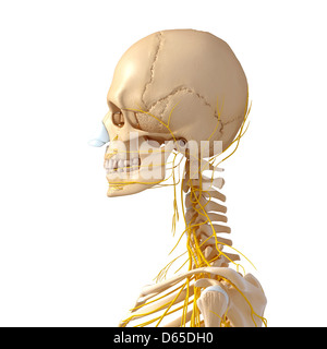 Testa e collo anatomia, artwork Foto Stock