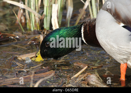 Dettagliato di close-up di un maschio di anatra selvatica o di Drake il germano reale (Anas platyrhynchos) foraggio Foto Stock