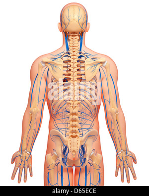 Anatomia Umana, artwork Foto Stock