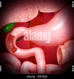 Un sano sistema digestivo, artwork Foto Stock