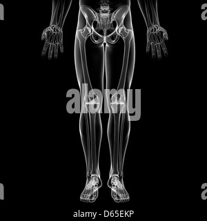 Vista posteriore delle ossa del corpo inferiore del maschio a scheletro  Foto stock - Alamy