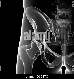 Pelvi maschile ossa, artwork Foto Stock