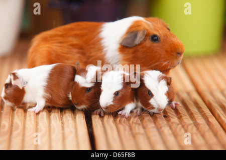 Inglese Cavia con youngs, inglese Crested cavia, rosso-bianco, 4 giorni Foto Stock