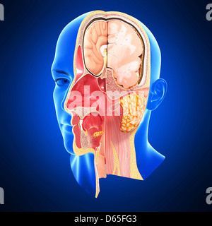 Anatomia di testa, artwork Foto Stock