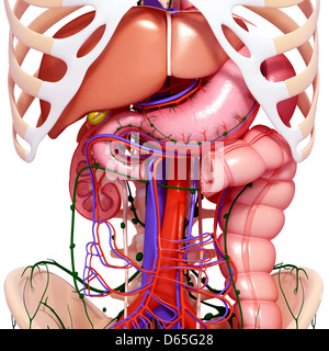 Anatomia Umana, artwork Foto Stock