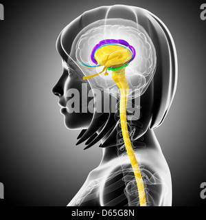 Anatomia del cervello, artwork Foto Stock