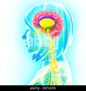 Anatomia del cervello, artwork Foto Stock