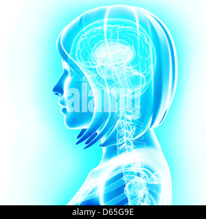 Anatomia del cervello, artwork Foto Stock