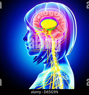 Anatomia del cervello, artwork Foto Stock