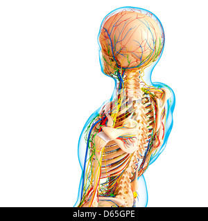 Anatomia Umana, artwork Foto Stock