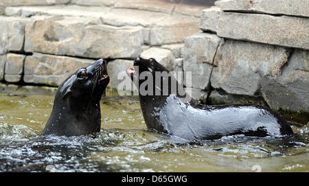 Due leoni di mare nuotare nel nuovo mare polare nel recinto dello Zoo di Hagenbeck di Amburgo, Germania, 20 giugno 2012. La recinzione di costruzione è stato rimosso ma il mare polare in ancora non completamente finito. Foto: DANIEL REINHARDT Foto Stock