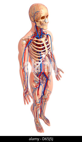 Anatomia maschile, artwork Foto Stock