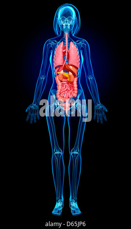 Anatomia femminile, artwork Foto Stock