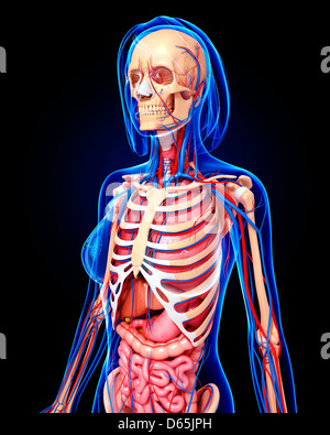 Anatomia femminile, artwork Foto Stock