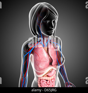 Anatomia femminile, artwork Foto Stock