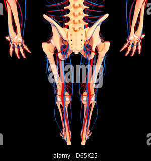 La parte inferiore del corpo anatomia, artwork Foto Stock