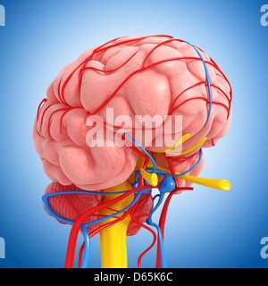 Anatomia del cervello, artwork Foto Stock