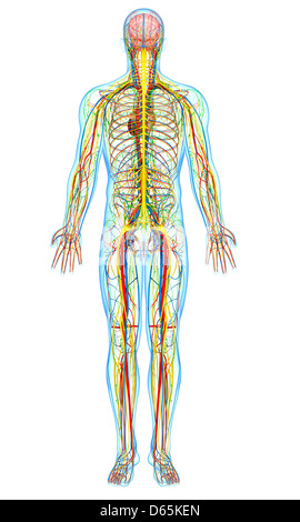 Anatomia Umana, artwork Foto Stock