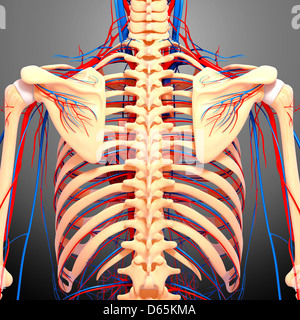 Torna anatomia, artwork Foto Stock