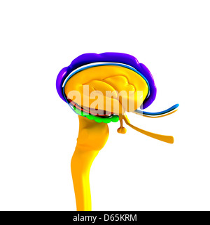 Anatomia del cervello, artwork Foto Stock