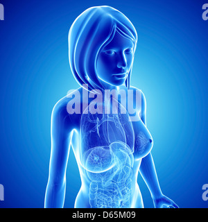 Anatomia femminile, artwork Foto Stock