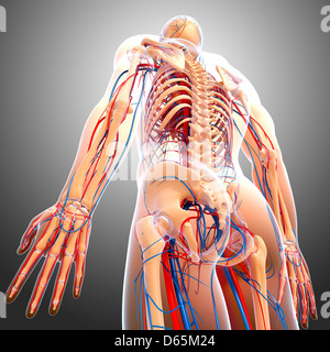 Anatomia Umana, artwork Foto Stock