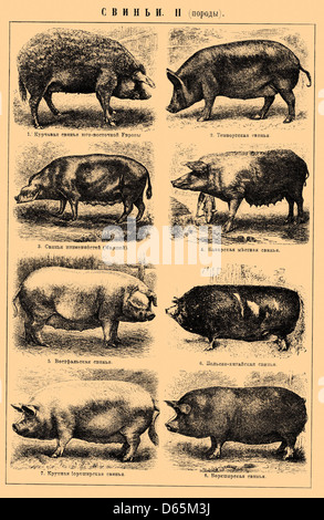 Un'illustrazione dal Brockhaus & Efron Enciclopedic Dictionary, raffigurante un maiale (suina). Questa immagine fa parte del lavoro di riferimento russo di pubblico dominio, che mostra la rappresentazione dettagliata degli animali nelle enciclopedie russe del XIX secolo. Foto Stock