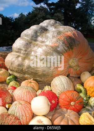 La zucca gigante display con zucche che lo circonda Foto Stock