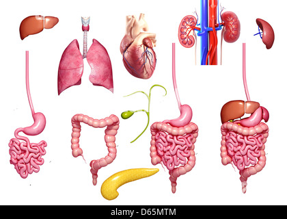 Gli organi umani, artwork Foto Stock