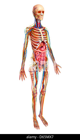 Anatomia Umana, artwork Foto Stock