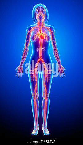 Femmina sistema cardiovascolare, artwork Foto Stock