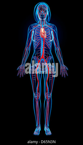 Femmina sistema cardiovascolare, artwork Foto Stock