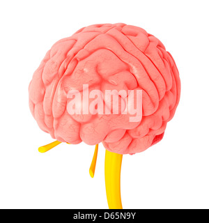 Anatomia del cervello, artwork Foto Stock