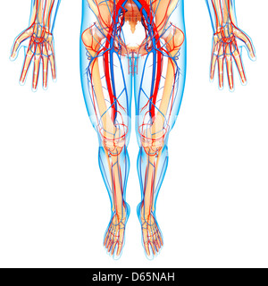 La parte inferiore del corpo anatomia, artwork Foto Stock