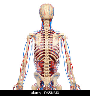 Anatomia Umana, artwork Foto Stock