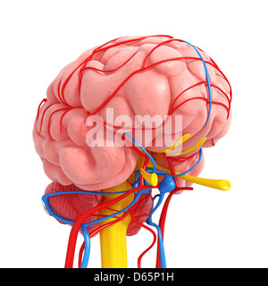 Anatomia del cervello, artwork Foto Stock