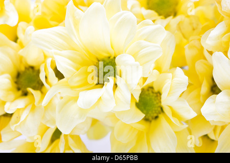 Full frame del crisantemo giallo fiori. Foto Stock