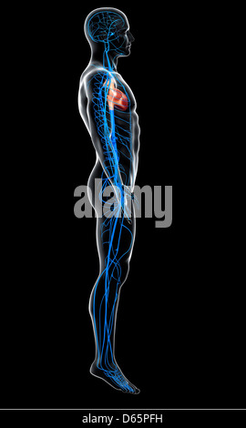 Vene umane, artwork Foto Stock