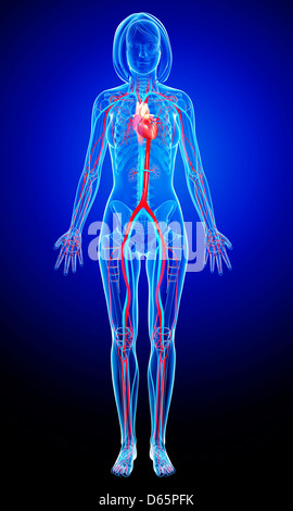 Femmina sistema cardiovascolare, artwork Foto Stock