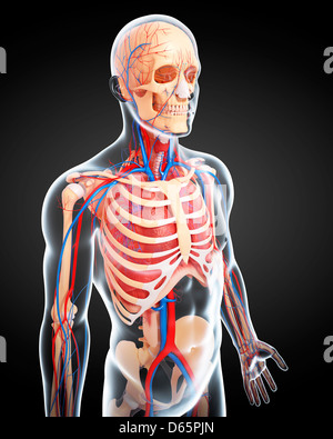 Anatomia maschile, artwork Foto Stock