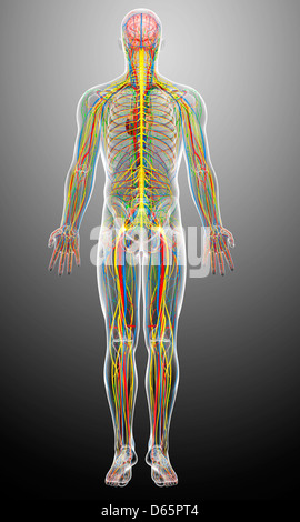 Anatomia maschile, artwork Foto Stock