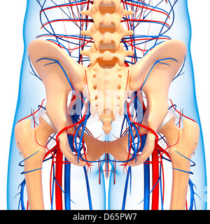 Anatomia pelvi, artwork Foto Stock