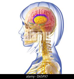 Anatomia del cervello, artwork Foto Stock