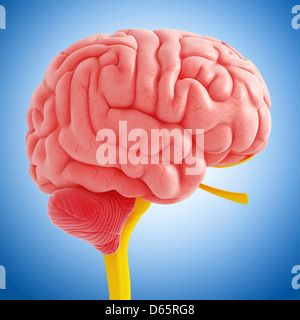 Anatomia del cervello, artwork Foto Stock