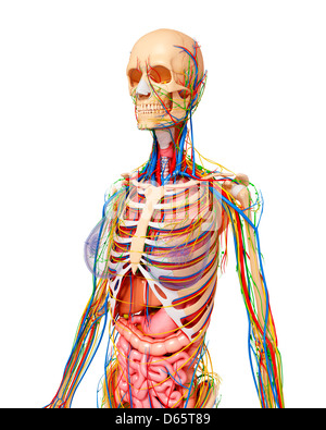 Anatomia Umana, artwork Foto Stock