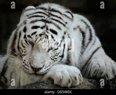 Ritratto di Tigre Bianca,Immagine ravvicinata Foto Stock